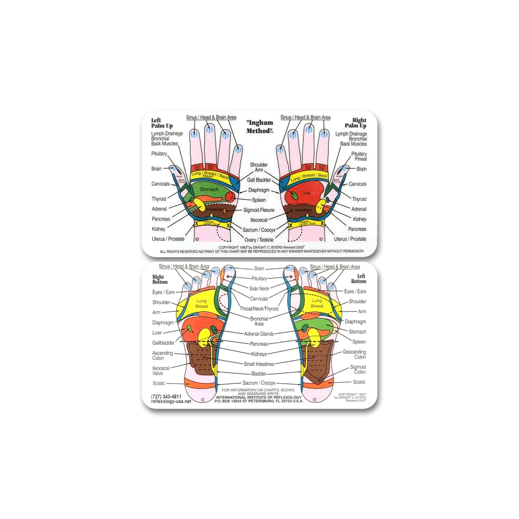 Foot & Hand Chart (Double Sided, Wallet Size)
