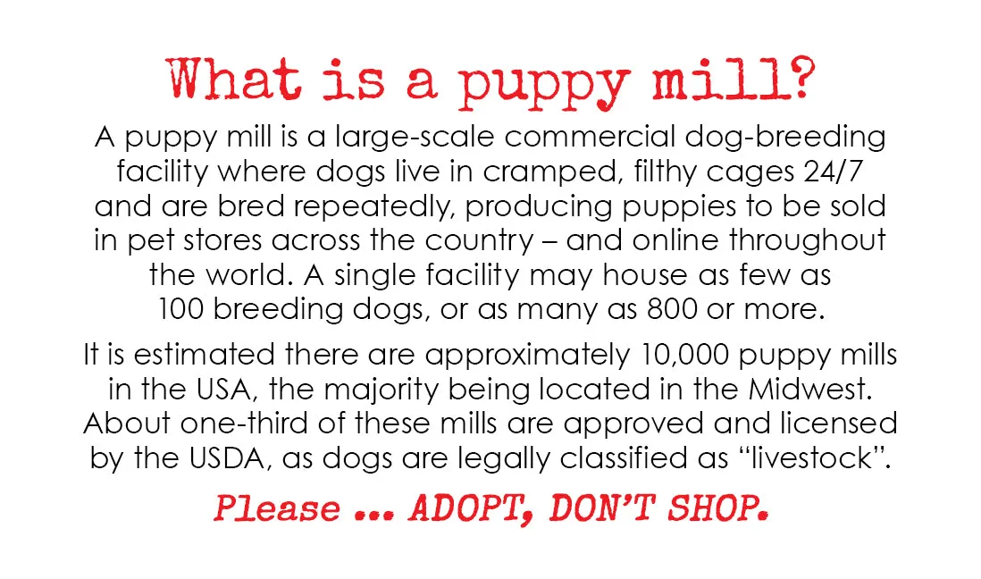 Puppy Mill Awareness Cards - Teddy (200 pk)