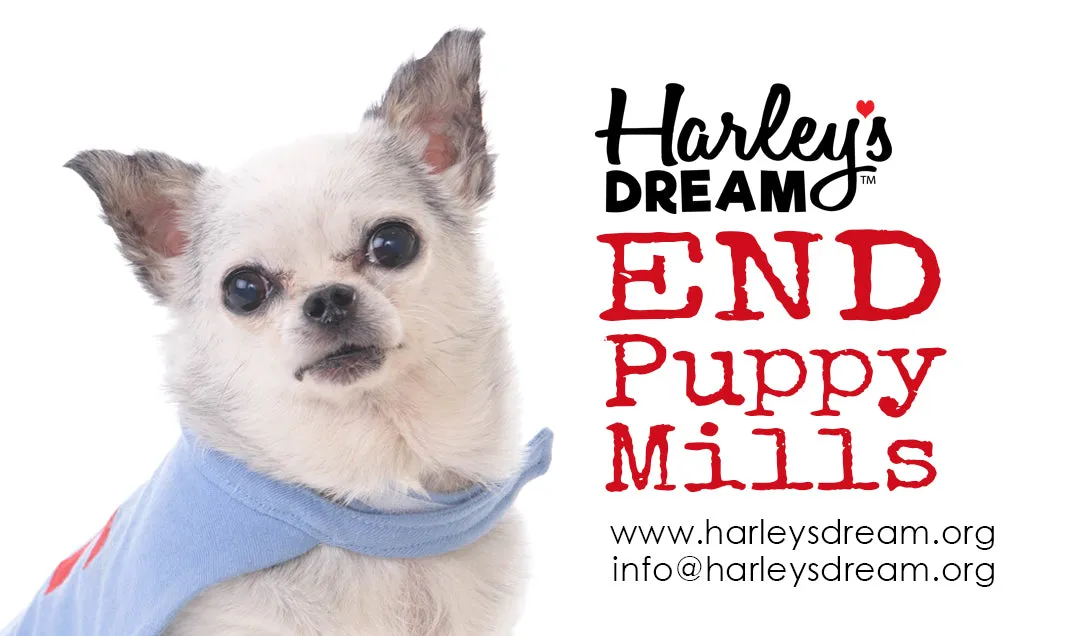 Puppy Mill Awareness Cards - Teddy (200 pk)
